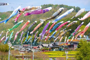 240426koinobori_03